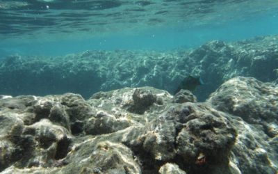 7 Best Places for Snorkeling in Oahu