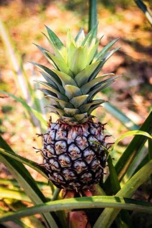 close up pine pineapple