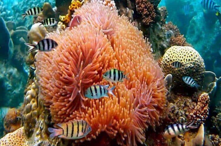 Coral Reef with Actiniaria