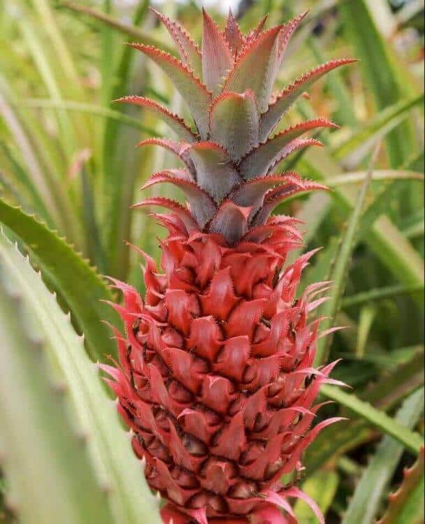 Dole Plantation – Hawaii’s Legendary Pineapple Preserve