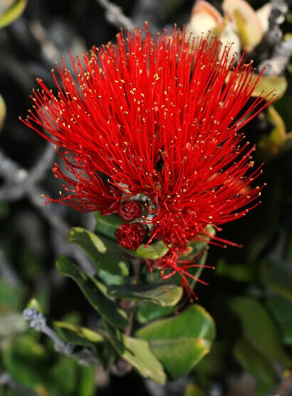 Red Lehua Blossom