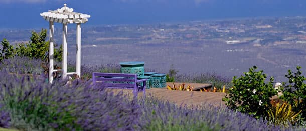 Ali’i Kula Lavender Farm