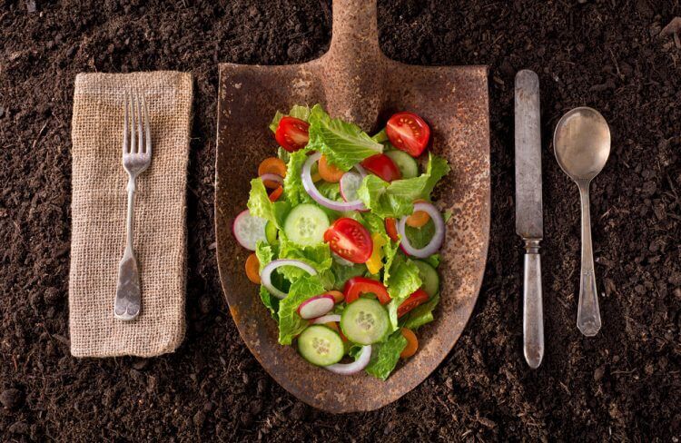 Organic farm to table healthy eating concept on soil background.