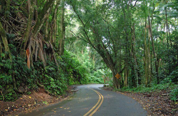 Forest area of Hawaii