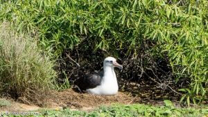 kaena point bird sanctuary