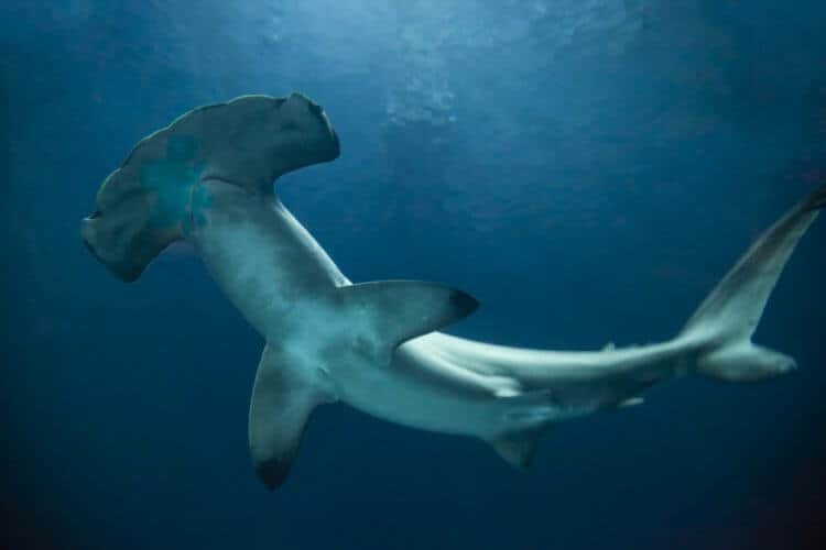 Hammerhead sharks