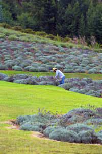 One worker collecting lavender cutting in rows on hill