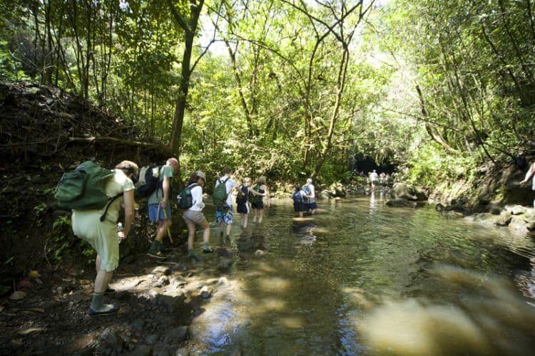 Hiking in the rainforest