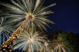 palm trees with christmas lights