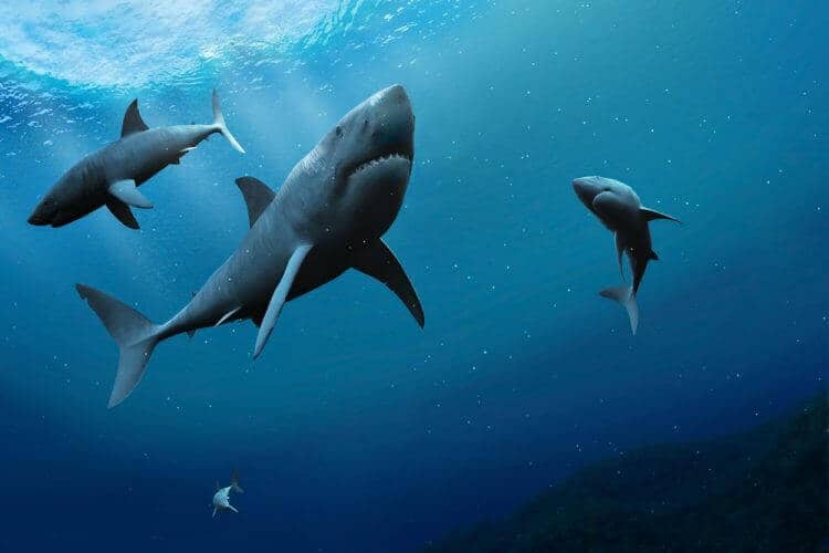 Sharks in Hawaii: What to Know About Each Type