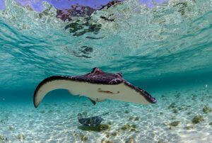spotted eagleray and manta ray in the tropical ocean