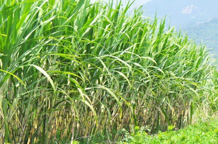 sugar cane fields