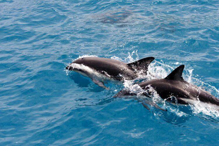 Swimming with dolphins