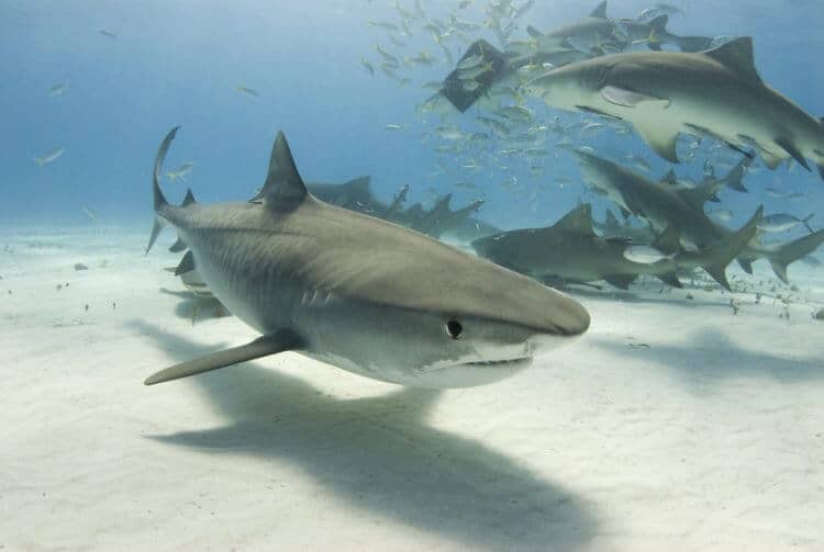 Tiger sharks, shark cages