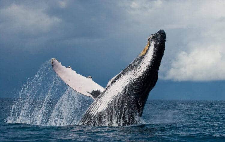 Whales in Maui