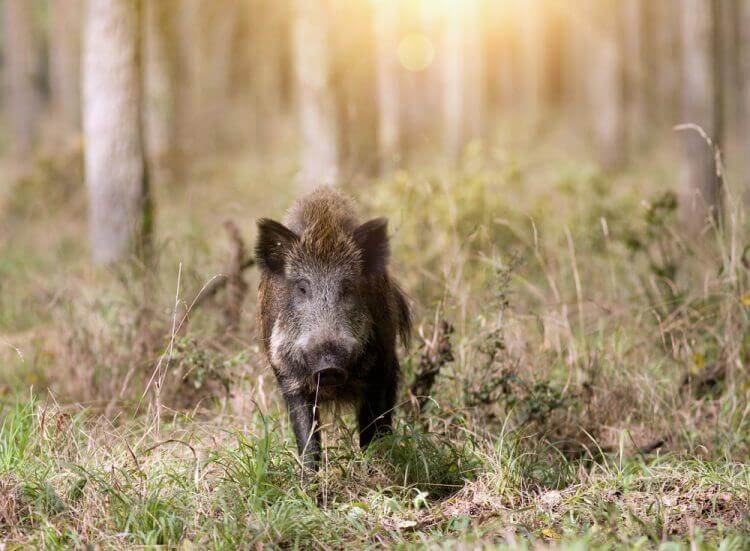 Wild boar standing in forest and looking at camera