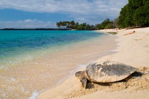 Turtle beach in hawaii
