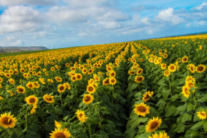 Ultimate guide to visiting Oahu - north shore sunflower fields