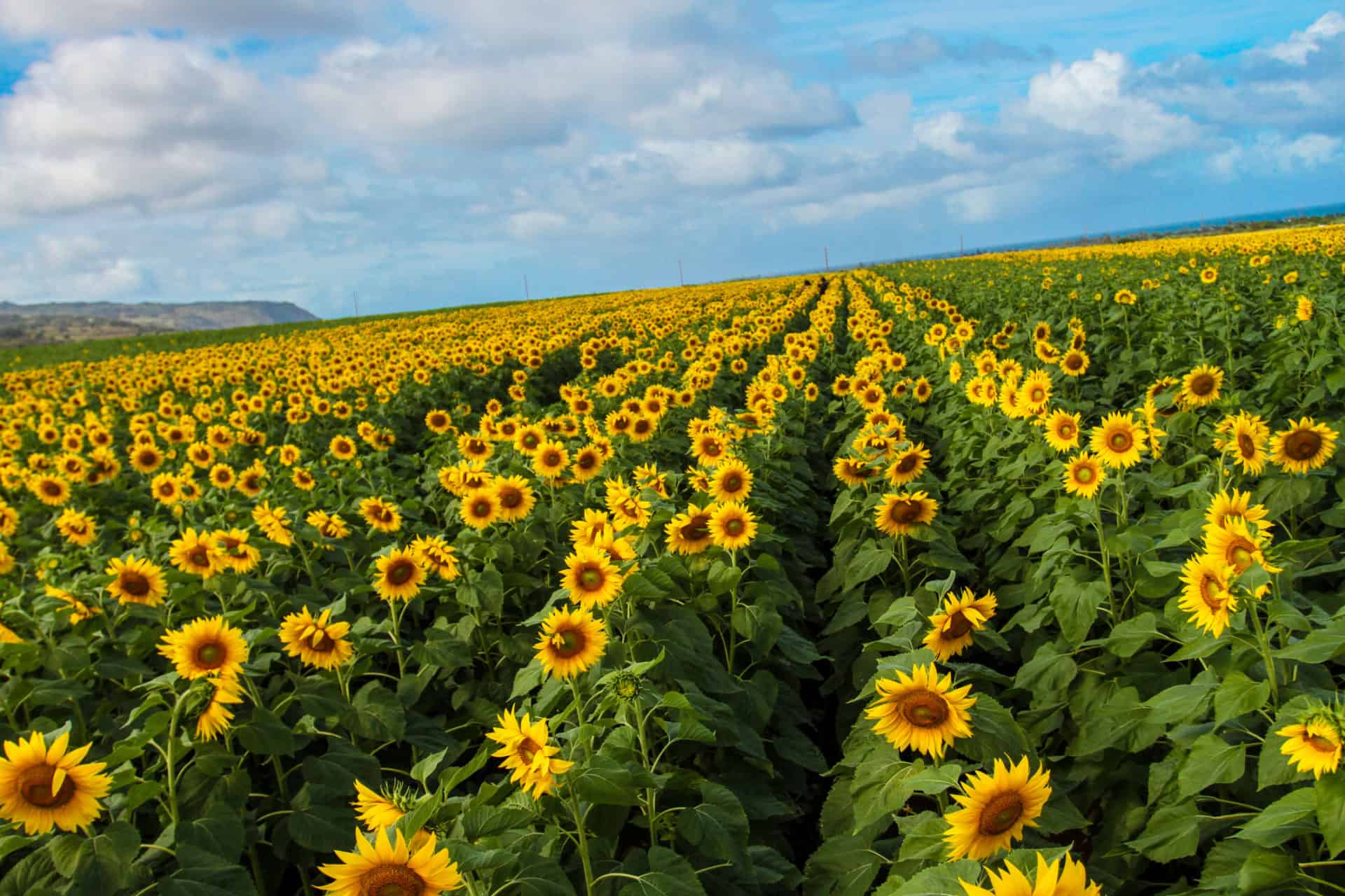 The Sunflower Fields in Waialua on Oahu’s North Shore