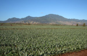 Ultimate guide to visiting Oahu - Pineapple fields in hawaii