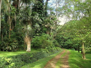 Lyon Aboretum on Oahu - Botanical Gardens in Oahu: Discover Hawaii in Bloom