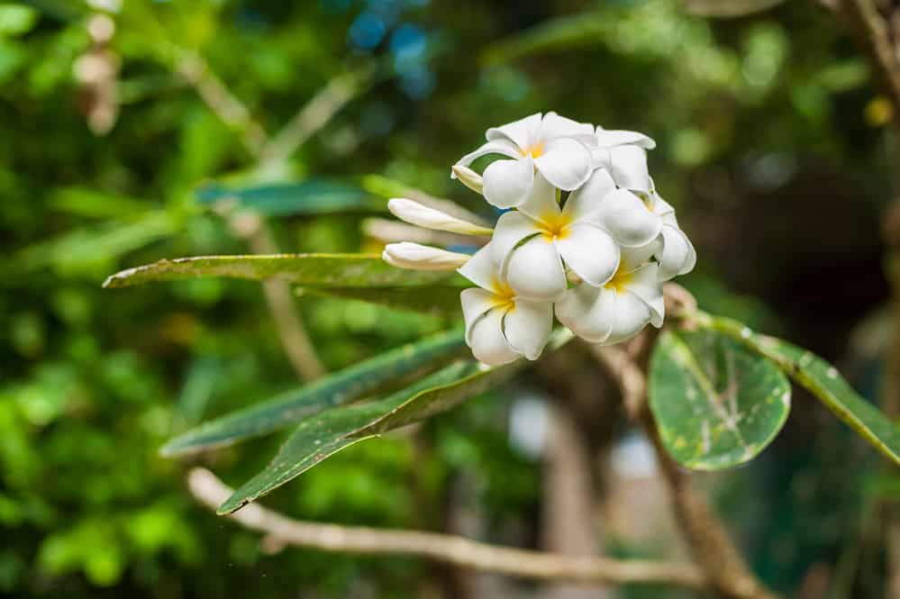 Botanical Gardens in Oahu: Discover Hawaii in Bloom