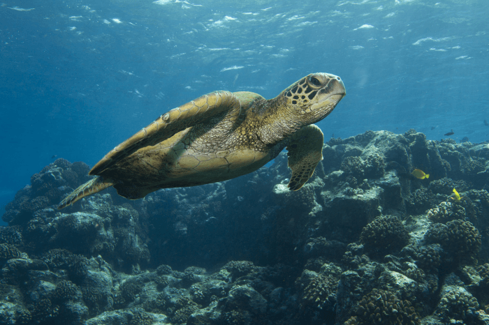 Green Sea Turtle - Maui On Your Mind? The Essential Guide to Visiting the Valley Isle