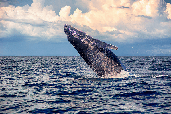 The Definitive Guide to Visiting Hawaii - baby humpback whale jump in hawaii