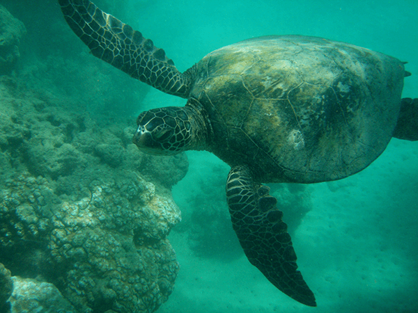 The Definitive Guide to Visiting Hawaii - sea turtles in hawaii