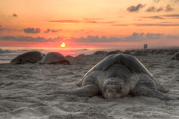 The Definitive Guide to Visiting Hawaii - sunset ocean with turtle