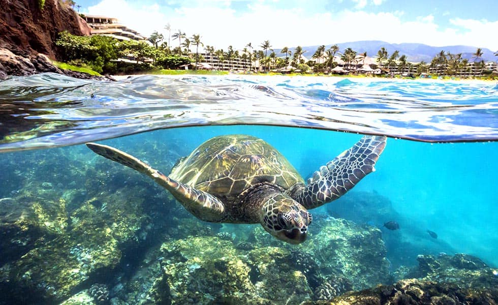 swim with the turtles on your snorkel adventure