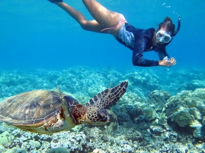 Hawaii Turtle Tours by Live Your Aloha