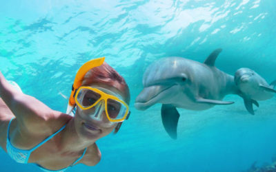 Our Top 3 Tours For Swimming With Dolphins In Oahu