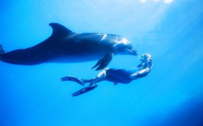 7 Greatest Places to Go Swimming With Dolphins in Hawaii