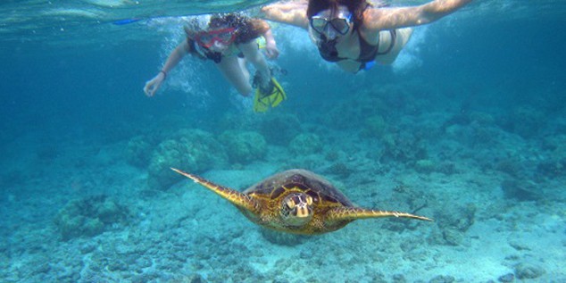 hawaii turtle tours