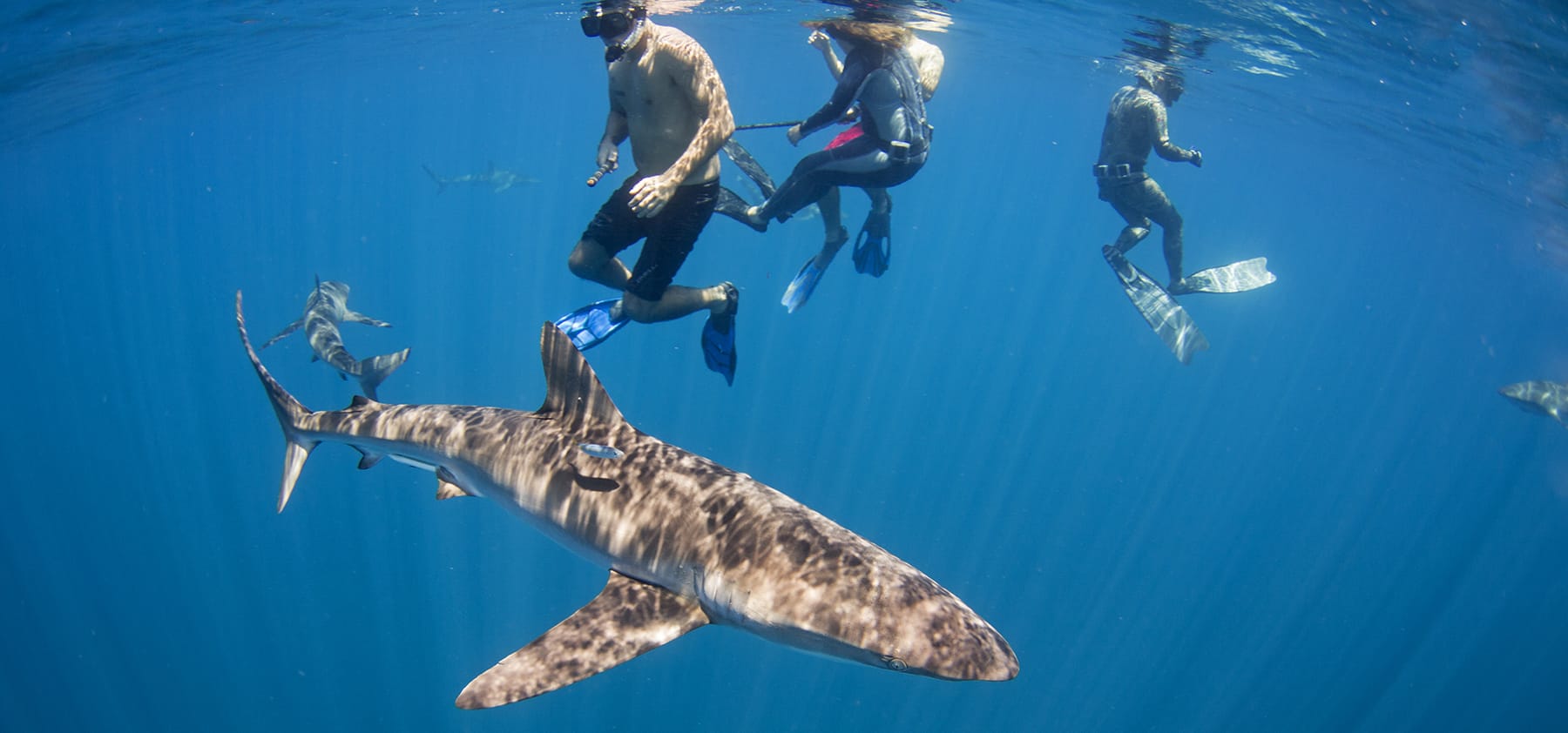 Shark Snorkel Oahu