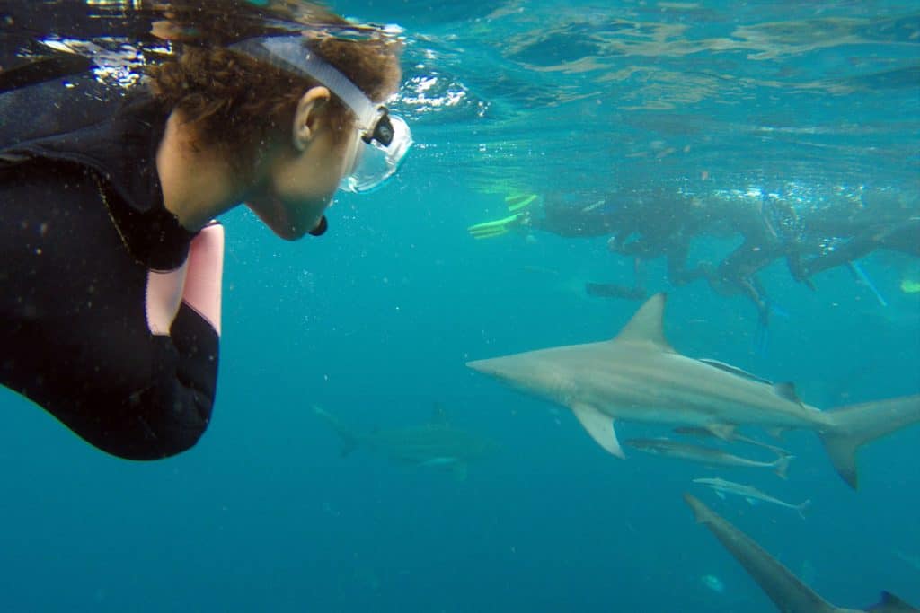 girl snorkeling with sharks
