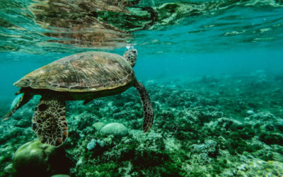 The Best Turtle Tours on the Hawaiian Islands