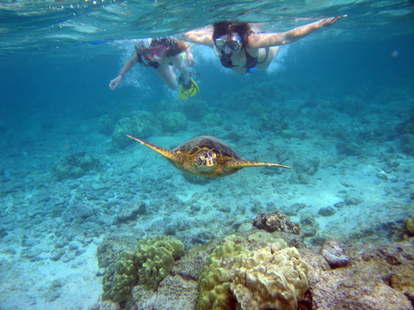 Best Snorkeling in Oahu