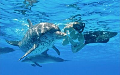10 Fun Facts About Dolphins You Need To Know!
