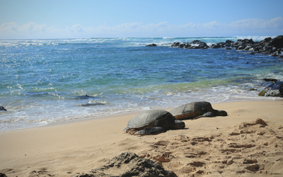 Laniakea Beach: Also Known As Turtle Beach