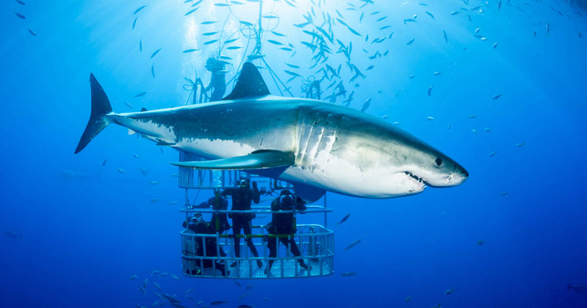 What Sharks Can You Swim With In Hawaii