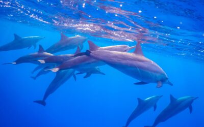 Where Can I Swim With Dolphins in the United States?