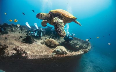 Amazing Scuba Diving Spots in Hawaii for Beginners