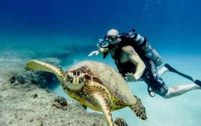The Essential Guide To Scuba Diving In Oahu