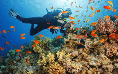 The Essential Guide To Scuba Diving In Hawaii