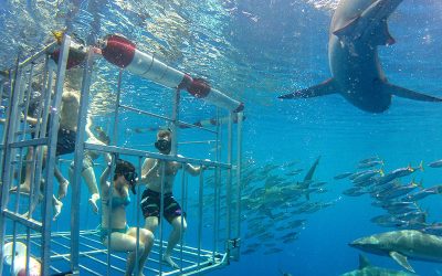 Shark Diving Hawaii Tours – Experience the Rush