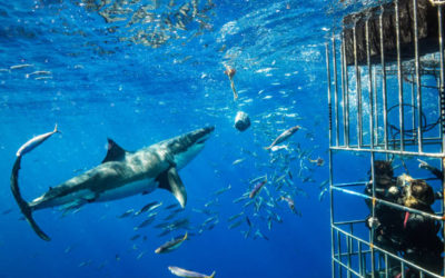 How Safe is Cage Diving With Sharks?