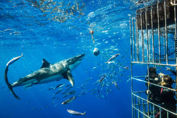 How Safe is Cage Diving With Sharks?