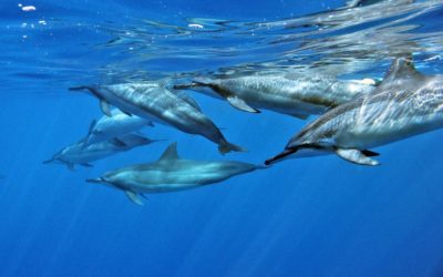 Which Island Can You Swim with Dolphins Hawaii?  And Related Questions